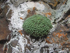 Draba rigida