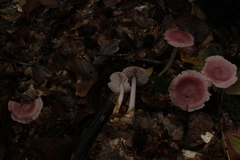 Fungi