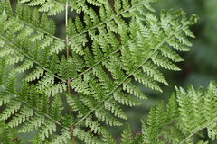 Dennstaedtia davallioides