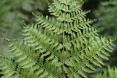 Dennstaedtia davallioides