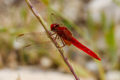 Crocothemis servilia