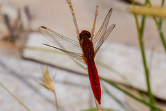 Crocothemis servilia
