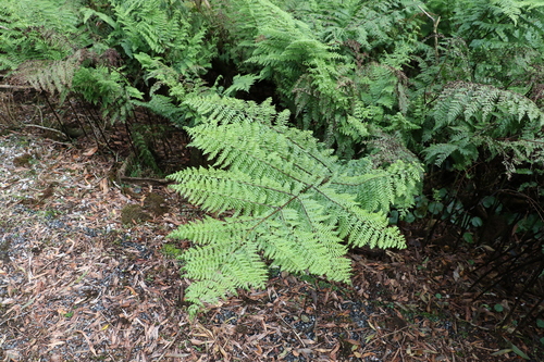 Image of Dennstaedtia davallioides by (c) Greg Tasney, some rights reserved (CC BY-SA)