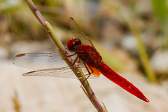 Crocothemis servilia