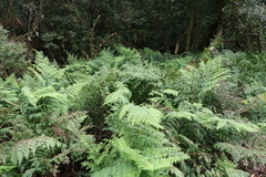 Dennstaedtia davallioides