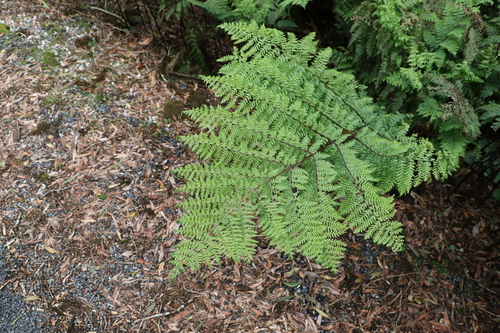 Image of Dennstaedtia davallioides by (c) Greg Tasney, some rights reserved (CC BY-SA)