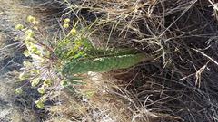 Euphorbia clava