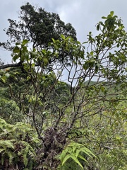 Psychotria mariniana
