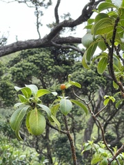 Psychotria mariniana
