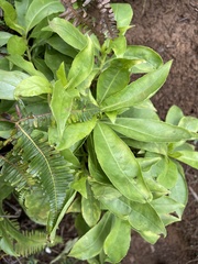 Scaevola gaudichaudiana