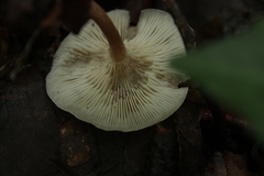 Fungi