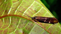 Macrostemum digramma