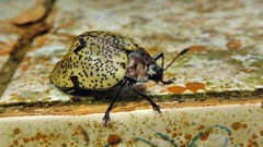Cypherotylus adrianae