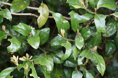 Image of Endiandra crassiflora by (c) Greg Tasney, some rights reserved (CC BY-SA)
