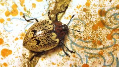 Cypherotylus adrianae
