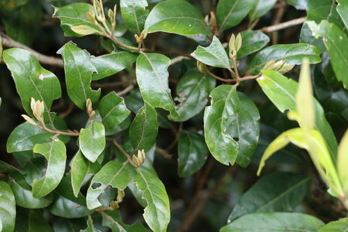 Image of Endiandra crassiflora by (c) Greg Tasney, some rights reserved (CC BY-SA)