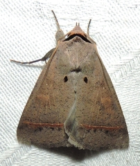Pantydia capistrata