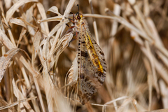 Palpares libelluloides