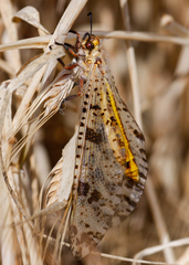 Palpares libelluloides