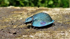 Cyrtonota
