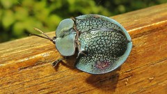 Cyrtonota
