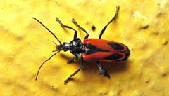 Psilorrhynchus abdominalis