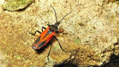 Psilorrhynchus abdominalis