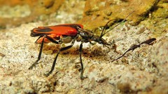 Psilorrhynchus abdominalis