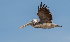 Pelecanus occidentalis occidentalis