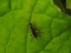 Pimpla pedalis