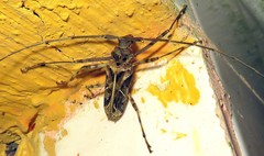 Macropophora accentifer