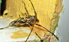 Macropophora accentifer