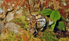 Macropophora accentifer