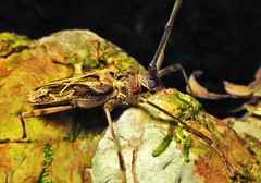 Macropophora accentifer