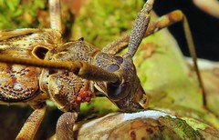 Macropophora accentifer