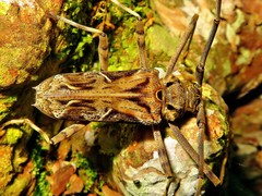 Macropophora accentifer