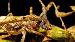 Macropophora accentifer