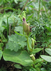 Gentianella caucasea