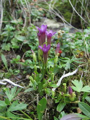 Gentianella caucasea
