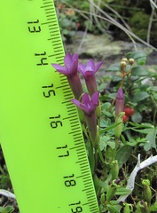 Gentianella caucasea