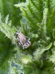 Sciaphobus squalidus