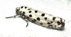 Ethmia clytodoxa