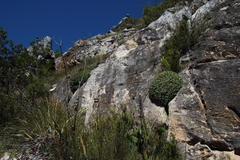 Oldenburgia paradoxa