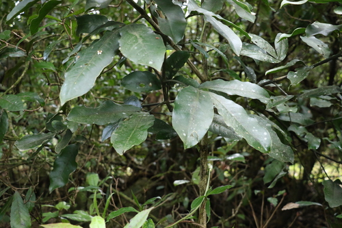 Image of Doughwood (Acronychia octandra) by (c) Greg Tasney, some rights reserved (CC BY-SA)