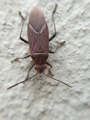 Boisea fulcrata fulcrata