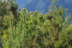 Leucospermum glabrum