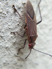 Boisea fulcrata fulcrata