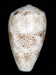 Conus arenatus