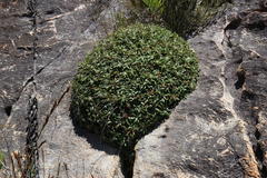 Oldenburgia paradoxa