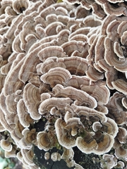 Trametes versicolor